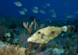 Even fish that are normally solitary, like filefish, are seen schooling together on the reefs of the Florida Keys. 